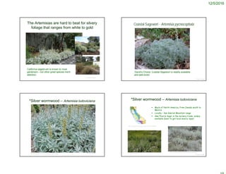 12/5/2016
The Artemisias are hard to beat for silvery
foliage that ranges from white to gold
© Project SOUND
http://prairie476.rssing.com/chan-7188697/all_p5.html
California sagebrush is known to most
gardeners – but other great species merit
attention
© Project SOUND
Coastal Sagewort - Artemisia pycnocephala
© 2005 George W. Hartwell
‘David’s Choice’ Coastal Sagewort is readily available
and well-loved
© Project SOUND
*Silver wormwood – Artemisia ludoviciana
http://redrockcanyonopenspace.org/education/biology/sage/
© Project SOUND
*Silver wormwood – Artemisia ludoviciana
©2012 Jean Pawek
http://ucjeps.berkeley.edu/cgi-bin/draw_tiny2.pl?e4e3fcf507
 Much of North America, from Canada south to
Mexico
 Locally – San Gabriel Mountain range
 Aka ‘Prairie Sage’ in the nursery trade; widely
available (best to get local source type)
http://www.crossconservation.org/encyclopedia/prairie-sage
 