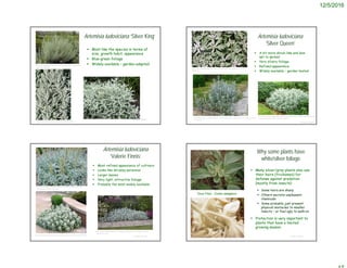 12/5/2016
Artemisia ludoviciana ‘Silver King’
 Most like the species in terms of
size, growth habit, appearance
 Blue-green foliage
 Widely available – garden adapted
© Project SOUND
http://www.paintedflowerfarm.com/pages/plants/natives/artem
isia,silver-king.htm
https://www.pinterest.com/pin/434386326528208910/
Artemisia ludoviciana
‘Silver Queen’
 A bit more shrub-like and less
apt to spread
 Very silvery foliage
 Refined appearance
 Widely available – garden tested
© Project SOUND
http://www.zelen.cz/detail_galerie_rostlin/Artemisia_ludoviciana_Silver_Queen_pelyne
k_Ludvikuv
https://www.groeneparadijs.com/producten/tuinplanten/vaste-planten/artemisia-
ludoviciana-silver-queen-westerse-bijvoet
https://www.plantes-shopping.fr/articles/artemisia-ludoviciana-silver-queen-
1882.html
Artemisia ludoviciana
‘Valerie Finnis’
 Most refined appearance of cultivars
 Looks like shrubby perennial
 Larger leaves
 Very light, attractive foliage
 Probably the most widely available
© Project SOUND
http://www.ivydenegardens.co.uk/Mixed%20Border%20Herbaceous/artv
aleriefinnis.html
http://www.gardeningimpulse.ie/shop/artemisia-ludoviciana-valerie-finnis/
http://forums2.gardenweb.com/discussions/1600791/artemesia-
ludoviciana-valerie-finnis-photo
© Project SOUND
Why some plants have
white/silver foliage
 Many silver/gray plants also use
their hairs (trichomes) for
defense against predation
(mostly from insects)
 Some hairs are sharp
 Others secrete unpleasant
chemicals
 Some probably just present
physical obstacles to smaller
insects – or feel ugly to walk on
 Protection is very important to
plants that have a limited
growing season.
Dove Plant - Croton setagerus
 