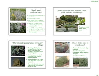 12/5/2016
Widely used
medicinal plant
 Tea from leaves for stomach ache or
sore throat
 Tea from roots as laxative
 Dry, powered leaves as snuff for
head colds, headaches, sinus attacks
 Strong tea as wash for eczema,
deodorant and antiperspirant for
underarms and feet
 A wash of the leaves applied to
itching, rashes, swellings, boils, sores
 A poultice of leaves for sores and to
relieve muscle pains
© Project SOUND
http://www.cannonvalleynursery.com/output/moreinfo/Artemisia_ludoviciana.asp
http://www.crocus.co.uk/plants/_/artemisia-ludoviciana-valerie-
finnis/classid.2000006631/
Atriplex species form dense shrubs that can be
pruned to formal or informal shapes
© Project SOUND
http://www.mediterraneangardensociety.org/carmona-22.html
They also provide
warm, silvery
tones
© Project SOUND
Other interesting explanations for ‘silvery’
foliage
 The foliage of Saltbushes
(Atriplex species) often has a
sparkly silver appearance,
providing an interesting foliage
contrast in gardens
 Silver appearance due to salt
crystals secreted by special
glands in the leaves
 Allows the plants to live in salty
soils – they simply excrete the
excess salt
 They need to be under some form
of water stress, either drought,
salt, or salt spray
Why are Atriplex prized as
pruned shrubs?
 Fast growth rate; small or large
 Evergreen
 Dense branching pattern
 Small leaves; densely packed on
branches
 Lovely pale foliage colors
© Project SOUND
http://www.jardinbotanico.uma.es/bbdd/index.php/jb-alm-02/
http://www.riomoros.com/2012/03/la-osagra-atriplex-halimus.html
 