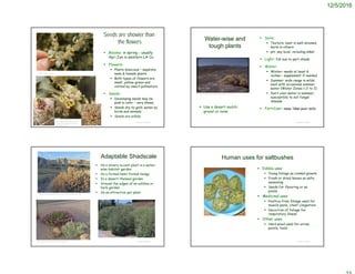 12/5/2016
© Project SOUND
Seeds are showier than
the flowers
 Blooms: in spring - usually
Apr-Jun in western LA Co.
 Flowers:
 Plants dioecious – separate
male & female plants
 Both types of flowers are
small, yellow-green and
visited by insect pollinators
 Seeds:
 Developing seeds may be
pink in color – very showy
 Seeds dry to gold; eaten by
birds and animals
 Seeds are edible
©2015 Steve Matson
http://www.americansouthwest
.net/plants/wildflowers/atriplex-
confertifolia.html
© Project SOUND
Water-wise and
tough plants
 Soils:
 Texture: best in well-drained;
berm in others
 pH: any local, including alkali
 Light: full sun to part-shade
 Water:
 Winter: needs at least 6
inches – supplement if needed
 Summer: wide range in wilds;
best with occasional summer
water (Water Zones 1-2 to 2)
 Don’t over-water in summer;
susceptible to soil fungal
disease
 Fertilizer: none; likes poor soils
Charles Webber © California Academy of Sciences
 Use a desert mulch:
gravel or none
© Project SOUND
Adaptable Shadscale
 As a silvery accent plant in a water-
wise habitat garden
 As a formal/semi-formal hedge
 In a desert-themed garden
 Around the edges of an edibles or
herb garden
 As an attractive pot plant
http://chelseanursery.com/?page_id=358
https://plantsofthesouthwest.com/collections/trees-shrubs
Human uses for saltbushes
 Edible uses
 Young foliage as cooked greens
 Fresh or dried leaves as salty
seasoning
 Seeds for flavoring or as
pinole
 Medicinal uses
 Poultice from foliage used for
muscle pains, chest congestion
 Decoction of foliage for
respiratory illness
 Other uses
 Hard wood used for arrow
points, tools
© Project SOUND
 