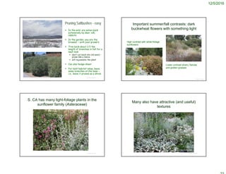 12/5/2016
© Project SOUND
Pruning Saltbushes - easy
 In the wild, are eaten back
extensively by deer, elk,
rabbits
 In the garden, you are the
browser – with your pruners
 Trim back about 1/3 the
length of branches in fall for a
neat look
 don’t cut back into old wood –
prune like a Salvia
 will rejuvenate the plant
 Can also hedge-shear
 For best habitat value, leave
some branches at the base –
i.e., leave it pruned as a shrub
http://commons.wikimedia.org/wiki/File:Atriplex_canescens_inflor.jpg
http://allergy.peds.arizona.edu/southwest/grass_weeds/wingscale.htm
Important summer/fall contrasts: dark
buckwheat flowers with something light
© Project SOUND
High contrast with white-foliage
sunflowers
Lower contrast silvery Salvias
and golden grasses
S. CA has many light-foliage plants in the
sunflower family (Asteraceae)
© Project SOUND
Many also have attractive (and useful)
textures
© Project SOUND
 