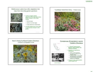 12/5/2016
© Project SOUND
Mediterranean plants have other adaptations that
make them interesting garden specimens
 Further drought-related
adaptations that help make silvers
hardy in warmer, drier areas
include:
 Narrow leaves
 Ability to roll leaf edges
 Finely dissected or lobed leaves
 All these adaptations can be used
to add textural interest to the
garden
© Project SOUND
* Guadalupe Island Rock Daisy – Perityle incana
Nevin’s Wooly Sunflower/Catalina Silverlace
Constancea (Eriophyllum) nevinii
 S. Channel Islands (Santa
Barbara, Santa Catalina, San
Clemente Islands).
 Recently re-classified as
Constancea
 After Lincoln Constance
 An expert on plants of the
parsley family
 6 decade career in CA botany
and systematics (taxonomy)
 ‘Lincoln was the patriarch of
botany at UC Berkeley’
 Found on rocky coastal bluffs,
coastal sage scrub
http://ucjeps.berkeley.edu/cgi-bin/get_JM_treatment.pl?Eriophyllum+nevinii
http://www.cnps.org/publications/fremontia/Fremontia_Vol29-No2.pdf
Lincoln Constance
Constancea (Eriophyllum) nevinii
Catalina Silverlace
 