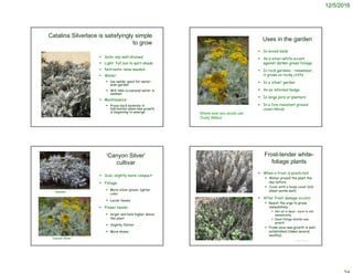 12/5/2016
Catalina Silverlace is satisfyingly simple
to grow
 Soils: any well-drained
 Light: full sun to part-shade
 Nutrients: none needed
 Water:
 low needs; good for water-
wise garden
 Will take occasional water in
summer
 Maintenance:
 Prune back severely in
fall/winter when new growth
is beginning to emerge
Uses in the garden
 In mixed beds
 As a silver-white accent
against darker green foliage
 In rock gardens – remember,
it grows on rocky cliffs
 In a ‘silver’ garden
 As an informal hedge
 In large pots or planters
 In a fire-resistant ground
cover/shrub
Where ever you would use
‘Dusty Millers’
‘Canyon Silver’
cultivar
 Size: slightly more compact
 Foliage:
 More silver-green; lighter
color
 Lacier leaves
 Flower heads:
 larger and held higher above
the plant
 Slightly flatter
 More showy
‘Canyon Silver’
Species
Frost-tender white-
foliage plants
 When a frost is predicted:
 Water around the plant the
day before
 Cover with a loose cover (old
sheet works well)
 After frost damage occurs:
 Resist the urge to prune
immediately:
 Not all is dead – hard to tell
immediately
 Dead foliage shields new
growth
 Prune once new growth is well-
established (takes several
months)
© Project SOUND
 