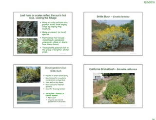12/5/2016
© Project SOUND
Leaf hairs or scales reflect the sun’s hot
rays, cooling the foliage
 Hairy or scaly surfaces also
protect leaves from drying
winds by helping trap
moisture.
 Many are desert (or local)
species.
 Plant names that include
tomentosum, pubescens,
canescens, villosa, or lanata
have downy leaves
 These plants generally fall in
the group of brighter, whiter
grays.
© Project SOUND
Brittle Bush – Encelia farinosa
© 2008 Scott Millard
© Project SOUND
Desert gardeners love
Brittle Bush
 Popular in desert landscaping
 Good choice for mixed dry
borders and rock gardens
 Does well on dry slopes
 Good choice for habitat
gardens
 Good for ‘Evening Garden’
 Don’t plant: choose CA
Encelia instead
 Near coast
 Any area near natural
populations of CA Encelia
http://ag.arizona.edu/pima/gardening/aridplants/Encelia_farinosa.html
http://www.elnativogrowers.com/Photographs_page/encfar.htm
California Brickelbush - Brickellia californica
© Project SOUND
 