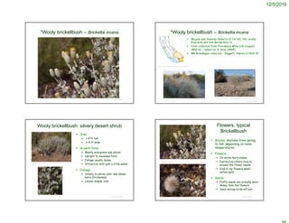 12/5/2016
© Project SOUND
*Wooly brickellbush – Brickellia incana
©2010 Lee Dittmann
 Mojave and Sonoran Deserts of CA, AZ, NV; locally
Riverside and San Bernardino Co.
 First collected from Providence Mtns (JG Cooper)
1860-61 – named by A. Gray [1868]
 MK Brandegee collected - Daggett, Nipton in 1914-15
© Project SOUND
*Wooly brickellbush – Brickellia incana
©2008 Aaron Schusteff
http://ucjeps.berkeley.edu/cgi-bin/get_cpn.pl?BRIN
http://www.birdandhike.com/Veg/Species/Shrubs/Bricke_inc/_Bri_inc.htm
© Project SOUND
Wooly brickellbush: silvery desert shrub
 Size:
 1-4 ft tall
 2-4 ft wide
 Growth form:
 Mostly evergreen sub-shrub
 Upright to mounded form
 Foliage usually dense
 Attractive with just a little water
 Foliage:
 Silvery to white color due dense
hairs (trichomes)
 Leaves simple, oval
©2010 Lee Dittmann
© Project SOUND
Flowers: typical
Brickellbush
 Blooms: Anytime from spring
to fall, depending on rains,
temperatures
 Flowers:
 On white-hairy stems
 Distinctive silvery bracts
around the flower heads
 Disk & ray flowers small,
yellow-gold
 Seeds:
 Fluffy seeds are actually more
showy than the flowers
 Seed-eating birds will eat
©2010 Lee Dittmann
 