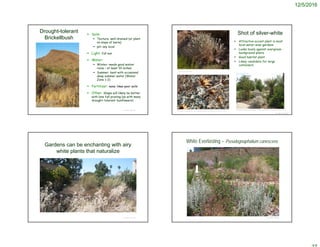 12/5/2016
© Project SOUND
Drought-tolerant
Brickellbush
 Soils:
 Texture: well-drained (or plant
on slope of berm)
 pH: any local
 Light: full sun
 Water:
 Winter: needs good winter
rains – at least 10 inches
 Summer: best with occasional
deep summer water (Water
Zone 1-2)
 Fertilizer: none; likes poor soils
 Other: Shape will likely be better
with late fall pruning (as with many
drought-tolerant Sunflowers)
© Project SOUND
Shot of silver-white
 Attractive accent plant in most
local water-wise gardens
 Looks lovely against evergreen
background plants
 Good habitat plant
 Likely candidate for large
containers
©2010 Lee Dittmann
http://www.birdandhike.com/Veg/Species/Shrubs/Bricke_inc/_Bri_inc.htm
https://dryheatblog.wordpress.com/2015/07/08/its-111-degrees-garden-visit/
Gardens can be enchanting with airy
white plants that naturalize
© Project SOUND © Project SOUND
White Everlasting – Pseudognaphalium canescens
 