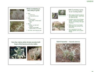 12/5/2016
© Project SOUND
White everlasting is
very easy to grow
 Soils:
 Texture: any
 pH: any local (5.0-8.0)
 Light:
 Full sun (best)
 Part-shade – will be more
leggy
 Water:
 Winter: can take short
flooding
 Summer: very drought
tolerant (Zone 1 to 1-2 best)
 Fertilizer: none; likes poor soils
© Project SOUND
White Everlasting is great
for an ‘Evening Garden’
 Most people include this species
as a butterfly plant – larval food
for American Lady
 Excellent choice for an ‘Evening
Garden’ – looks nice during the
day but very striking in low-light
situations
 Makes an attractive pot plant;
place where you can watch the
butterflies
 Let it naturalize to ‘tie the
garden together’ with its white
foliage
American Lady larva
http://www.theodorepayne.org/plants/
plants_for_butterflies.htm
Very few native white shrubs provide both
large white leaves and airy stalks
© Project SOUND
http://www.laspilitas.com/nature-of-california/plants/243--hazardia-detonsa
J.S. Peterson, hosted by the USDA-NRCS PLANTS Database
© Project SOUND
Island hazardia – Hazardia detonsa
 