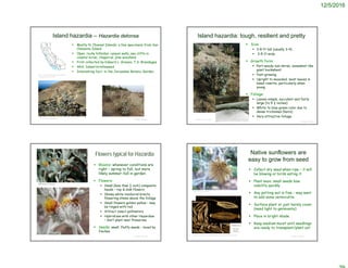 12/5/2016
 Mostly N. Channel Islands; a few specimens from San
Clemente Island
 Open, rocky hillsides, canyon walls, sea cliffs in
coastal scrub, chaparral, pine woodland
 First collected by Edward L. Greene, T.S. Brandegee
 AKA: Island bristleweed
 Interesting fact: in the Jerusalem Botanic Garden
© Project SOUND
Island hazardia – Hazardia detonsa
http://ucjeps.berkeley.edu/eflora/eflora
_display.php?tid=3184
©2013 James Gonsman
© Project SOUND
Island hazardia: tough, resilient and pretty
 Size:
 3-8 ft tall (usually 3-4)
 3-5 ft wide
 Growth form:
 Part-woody sub-shrub; somewhat like
giant buckwheat
 Fast-growing
 Upright to mounded; most leaves in
basal rosette, particularly when
young
 Foliage:
 Leaves simple, succulent and fairly
large (to 5 ½ inches)
 White to blue-green color due to
dense trichomes (hairs)
 Very attractive foliage
©2009 Gary A. Monroe ©2014 Zoya Akulova
© Project SOUND
Flowers typical for Hazardia
 Blooms: whenever conditions are
right – spring to fall, but more
likely summer-fall in garden
 Flowers:
 Small (less than ½ inch) composite
heads – ray & disk flowers
 Showy white involucral bracts,
flowering stems above the foliage
 Small flowers golden yellow – may
be tinged with red
 Attract insect pollinators
 Hybridizes with other Hazardias
– don’t plant near Preserves
 Seeds: small, fluffy seeds – loved by
finches
Native sunflowers are
easy to grow from seed
 Collect dry seed when ripe – it will
be blowing or birds eating it.
 Plant soon; small seeds lose
viability quickly
 Any potting soil is fine – may want
to add some vermiculite
 Surface plant or just barely cover
(need light to germinate)
 Place in bright shade
 Keep medium moist until seedlings
are ready to transplant/plant out
© Project SOUND
©2009 Zoya Akulova
http://www.hazmac.biz/080728/080728HazardiaDetonsa.html
 