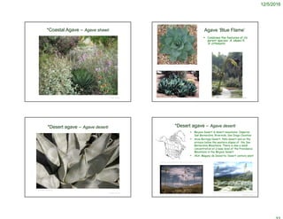 12/5/2016
© Project SOUND
*Coastal Agave – Agave shawii
© 2005 Vince Scheidt
© Project SOUND
Agave ‘Blue Flame’
 Combines the features of its
parent species: A. shawii X
A. attenuata
http://www.smgrowers.com/products/plants/plantdisplay.asp?plant_id=2871
http://www.huntington.org/BotanicalDiv/ISI2005/isi/2005-06.html
© Project SOUND
*Desert agave – Agave deserti
©2005 Dee E. Warenycia
 Mojave Desert & desert mountains; Imperial,
San Bernardino, Riverside, San Diego Counties
 Anza Borrego Desert, Palm desert and on the
arroyos below the western slopes of the San
Bernardino Mountains. There is also a small
concentration at a base level of the Providence
Mountains in the Mojave Desert
 AKA: Maguey de Desierto; Desert century plant
© Project SOUND
*Desert agave – Agave deserti
Glenn and Martha Vargas © California Academy of Sciences
http://www.efloras.org/florataxon.aspx?flora_id=1&taxon_id=242101305
http://online.sfsu.edu/bholzman/courses/Fall00Projects/3Agavedeserti.html
 