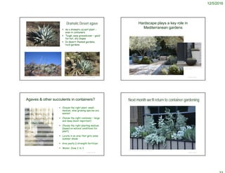 12/5/2016
© Project SOUND
Dramatic Desert agave
 As a dramatic accent plant –
even in containers
 Tough, easy groundcover – good
for hot, dry slopes
 In desert-themed gardens,
rock gardens
©2009 Thomas Stoughton
©2014 William Flaxington
http://www.desertnorthwest.com/articles/domestic_agaves.html
Hardscape plays a key role in
Mediterranean gardens
© Project SOUND
https://www.pinterest.com/pin/534732
155736778905/
Agaves & other succulents in containers?
 Choose the right plant: small-
medium, slow-growing species are
easiest
 Choose the right container – large
and deep (most important)
 Choose the right planting medium
(based on natural conditions for
plant)
 Locate in an area that gets some
summer shade
 Give yearly ½ strength fertilizer
 Water: Zone 2 to 3
© Project SOUND
Next month we’ll return to container gardening
© Project SOUND
https://www.pinterest.com/pin/227361481166598111/
 