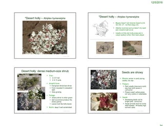 12/5/2016
© Project SOUND
*Desert holly – Atriplex hymenelytra
 Mojave Desert and Sonoran Deserts (CA,
AZ, NV, UT, northern Baja CA)
 Alkaline locations such as desert dry wash
and creosote bush scrub
 Usually on hilly and rocky areas and in
canyon washes rather than lower playas
© Project SOUND
*Desert holly – Atriplex hymenelytra
©2010 Neal Kramer
http://www.efloras.org/florataxon.aspx?flora_id=1&taxon_id=242415594
© Project SOUND
Desert holly: dense medium-size shrub
 Size:
 2-3 ft tall
 2-3+ ft wide
 Growth form:
 Evergreen shrub/sub-shrub
 Form: mounded to somewhat
open
 Slow-growing
 Foliage:
 Silvery white to silver-green
 Salt excretions produce the
silvery patina
 Leaves look like holly leaves
 Roots: deep if well-established
http://www.werc.usgs.gov/outreach.aspx?RecordID=164
https://commons.wikimedia.org/wiki/File:Atriplex_hymenelytra_form.jpg
http://macskamoksha.com/2016/03/ecosystems-risk-4-death-valley
© Project SOUND
Seeds are showy
 Blooms: winter to early spring:
usually Jan-Apr.
 Flowers:
 Plant usually dioecious in wild;
may have both sexes in
cultivation
 Flowers small, yellow-green,
not very visible or remarkable
 Seeds:
 Developing seeds can be
bright pink – attractive
 Seeds provide food for birds,
small animals. ?Probably high
nutrient value.
http://www.werc.usgs.gov/outreach.aspx?RecordID=164
http://www.abdnha.org/pages/03flora/family/amaranthaceae/atriplex_hymenelytra.htm
 