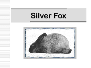 Silver Fox
 