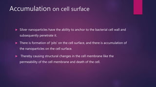 Accumulation on cell surface
 Silver nanoparticles have the ability to anchor to the bacterial cell wall and
subsequently penetrate it.
 There is formation of ‘pits’ on the cell surface, and there is accumulation of
the nanoparticles on the cell surface.
 Thereby causing structural changes in the cell membrane like the
permeability of the cell membrane and death of the cell.
 