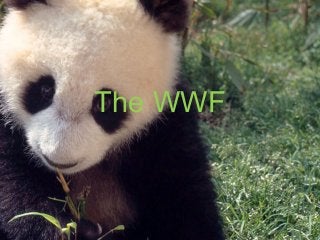 The WWF
 