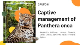 GRUPO 6
Captive
management of
Panthera onca
Alessandra Calderón, Mariano Cisneros,
Carlos Chávez, Samantha Teves y Valeria
Agüero
 