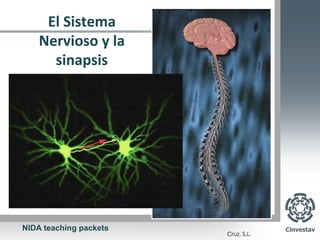 El Sistema
    Nervioso y la
      sinapsis




NIDA teaching packets
 