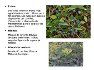 ●   Fulles:
    Les fulles tenen un aroma molt
    agradable i es poden utilitzar per a
    fer colònies. Les fulles son lluents i
    disposades per parelles,
    s'assemblen a altres arbusts
    mediterranies però el seu olor les
    delata fàcilment.
●   Hàbitat:
    Marges de torrents, tàlvegs,
    vessants ombrívoles, moltes
    vegades lligada a la vegetació
    forestal
●   Altres informacions:
    Distribució per illes (Eivissa.
    Mallorca. Menorca).
 