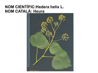 NOM CIENTÍFIC:Hedera helix L.
NOM CATALÀ: Heura
 