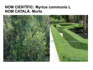 NOM CIENTÍFIC: Myrtus communis L
NOM CATALÀ: Murta
 