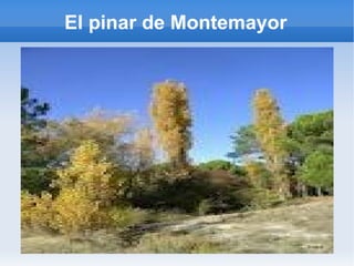 El pinar de Montemayor 