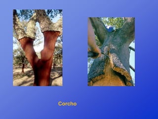 Corcho
 