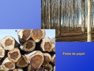 Pasta de papel
 