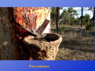 Pino resinero
 