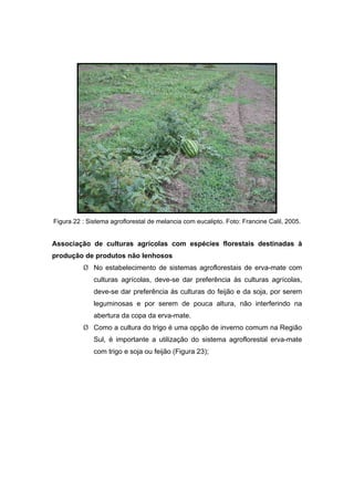 108
Figura 22 : Sistema agroflorestal de melancia com eucalipto. Foto: Francine Calil, 2005.
Associação de culturas agrícolas com espécies florestais destinadas à
produção de produtos não lenhosos
¾ No estabelecimento de sistemas agroflorestais de erva-mate com
culturas agrícolas, deve-se dar preferência às culturas agrícolas,
deve-se dar preferência às culturas do feijão e da soja, por serem
leguminosas e por serem de pouca altura, não interferindo na
abertura da copa da erva-mate.
¾ Como a cultura do trigo é uma opção de inverno comum na Região
Sul, é importante a utilização do sistema agroflorestal erva-mate
com trigo e soja ou feijão (Figura 23);
 
