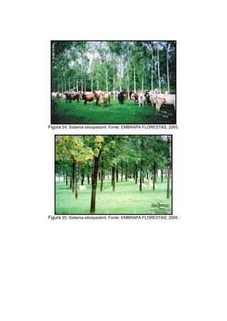 114
Figura 24: Sistema silvopastoril. Fonte: EMBRAPA FLORESTAS, 2005.
Figura 25: Sistema silvopastoril. Fonte: EMBRAPA FLORESTAS, 2005.
 