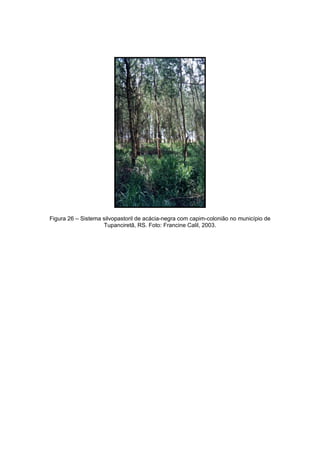 115
Figura 26 – Sistema silvopastoril de acácia-negra com capim-colonião no município de
Tupanciretã, RS. Foto: Francine Calil, 2003.
 
