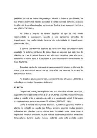 15
pequeno. No que se refere à regeneração natural, o platanus spp aparece, na
sua área de ocorrência natural, associada a outras espécies pioneiras, as quais
invadem as áreas abandonadas, tornando-se dominante ao longo dos riachos e
rios. (BRISCOE 1969 ).
No Brasil o preparo do terreno depende do tipo de solo sendo
recomendado a subsolagem, quando o solo apresentar camadas de
impedimento, cuja profundidade depende da profundidade do impedimento.
(THONART, 1997).
É comum usar também abertura de covas com trado perfurador de solo
acoplado no sistema hidráulico do trator. Deve-se salientar que este tipo de
abertura de cova é inviável devido a seu alto custo. A prática mais adequada,
econômica e viável seria a subsolagem e com coroamento e coveamento no
local de plantio.
Quando o plantio for executado em pequenas propriedades, a abertura de
covas pode ser manual, sendo que as dimensões das mesmas dependem do
tamanho das mudas.
No Brasil os plantios comerciais, normalmente são efetuados utilizando a
subsolagem como tipo de preparo do terreno.
PLANTIO
As grandes plantações de plátano tem sido realizadas através de mudas,
cujo diâmetro do colo está entre 0.5 a 1.5 cm, tendo-se ainda pouca informação
sobre a relação entre o diâmetro do colo e o crescimento inicial. O tamanho
(comprimento das estacas variam de 32 a 50cm) (BRISCOE, 1969).
Como a maioria das espécies decíduas, o platanus spp aceita melhor o
plantio na estação de queda das folhas, embora algumas mudas possam
sobreviver em plantios quando estiver com brotações nova, neste caso é
importante retirar as brotações. Mudas inativas podem ser guardadas em baixas
temperaturas durante quatro meses, podendo após este período serem
 