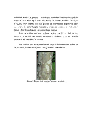 17
econômico. BRISCOE, (1969). A adubação aumenta o crescimento do plátano
(Bradfoot & Ike, 1967, Apud BRISCOE, 1969). No entanto, (Gilmore, 1965 Apud
BRISCOE 1969) informa que são poucas as informações disponíveis sobre
experimentação de fertilização da espécie, embora se saiba que a deficiência de
fósforo é fator limitante para o crescimento da mesma.
Após a análise do solo pode-se aplicar calcário e fósforo com
antecedência de até três meses, enquanto o nitrogênio pode ser aplicado
durante ou até mesmo após o plantio.
Nos plantios com espaçamento mais largo os tratos culturais podem ser
mecanizados, através de roçadas ou de gradagem na entrelinha.
Figura 1: Tronco de árvore de Platanus x acerifolia.
 