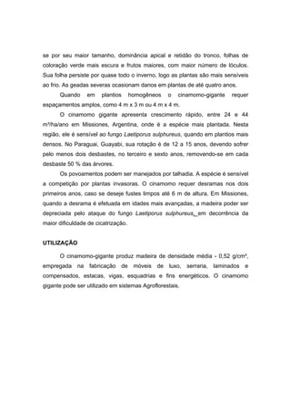 39
se por seu maior tamanho, dominância apical e retidão do tronco, folhas de
coloração verde mais escura e frutos maiores, com maior número de lóculos.
Sua folha persiste por quase todo o inverno, logo as plantas são mais sensíveis
ao frio. As geadas severas ocasionam danos em plantas de até quatro anos.
Quando em plantios homogêneos o cinamomo-gigante requer
espaçamentos amplos, como 4 m x 3 m ou 4 m x 4 m.
O cinamomo gigante apresenta crescimento rápido, entre 24 e 44
m³/ha/ano em Missiones, Argentina, onde é a espécie mais plantada. Nesta
região, ele é sensível ao fungo Laetiporus sulphureus, quando em plantios mais
densos. No Paraguai, Guayabi, sua rotação é de 12 a 15 anos, devendo sofrer
pelo menos dois desbastes, no terceiro e sexto anos, removendo-se em cada
desbaste 50 % das árvores.
Os povoamentos podem ser manejados por talhadia. A espécie é sensível
a competição por plantas invasoras. O cinamomo requer desramas nos dois
primeiros anos, caso se deseje fustes limpos até 6 m de altura. Em Missiones,
quando a desrama é efetuada em idades mais avançadas, a madeira poder ser
depreciada pelo ataque do fungo Laetiporus sulphureus, em decorrência da
maior dificuldade de cicatrização.
UTILIZAÇÃO
O cinamomo-gigante produz madeira de densidade média - 0,52 g/cm³,
empregada na fabricação de móveis de luxo, serraria, laminados e
compensados, estacas, vigas, esquadrias e fins energéticos. O cinamomo
gigante pode ser utilizado em sistemas Agroflorestais.
 