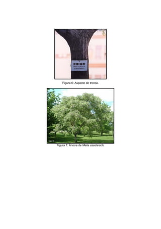 40
Figura 6: Aspecto do tronco.
Figura 7: Árvore de Melia azedarach.
 