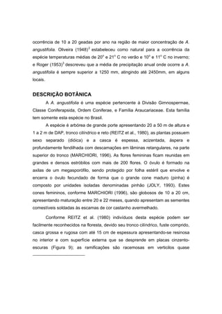 54
ocorrência de 10 a 20 geadas por ano na região de maior concentração de A.
angustifolia. Oliveira (1948)2
estabeleceu como natural para a ocorrência da
espécie temperaturas médias de 20o
e 21o
C no verão e 10o
e 11o
C no inverno;
e Roger (1953)3
descreveu que a média de precipitação anual onde ocorre a A.
angustifolia é sempre superior a 1250 mm, atingindo até 2450mm, em alguns
locais.
DESCRIÇÃO BOTÂNICA
A A. angustifolia é uma espécie pertencente à Divisão Gimnospermae,
Classe Coniferapsida, Ordem Coniferae, e Família Araucariaceae. Esta família
tem somente esta espécie no Brasil.
A espécie é arbórea de grande porte apresentando 20 a 50 m de altura e
1 a 2 m de DAP, tronco cilíndrico e reto (REITZ et al., 1980), as plantas possuem
sexo separado (dióica) e a casca é espessa, acizentada, áspera e
profundamente fendilhada com descamações em lâminas retangulares, na parte
superior do tronco (MARCHIORI, 1996). As flores femininas ficam reunidas em
grandes e densos estróbilos com mais de 200 flores. O óvulo é formado na
axilas de um megasporófilo, sendo protegido por folha estéril que envolve e
encerra o óvulo fecundado de forma que o grande cone maduro (pinha) é
composto por unidades isoladas denominadas pinhão (JOLY, 1993). Estes
cones femininos, conforme MARCHIORI (1996), são globosos de 10 a 20 cm,
apresentando maturação entre 20 e 22 meses, quando apresentam as sementes
comestíveis soldadas às escamas de cor castanho avermelhado.
Conforme REITZ et al. (1980) indivíduos desta espécie podem ser
facilmente reconhecidos na floresta, devido seu tronco cilíndrico, fuste comprido,
casca grossa e rugosa com até 15 cm de espessura apresentando-se resinosa
no interior e com superfície externa que se desprende em placas cinzento-
escuras (Figura 9); as ramificações são racemosas em verticilos quase
 