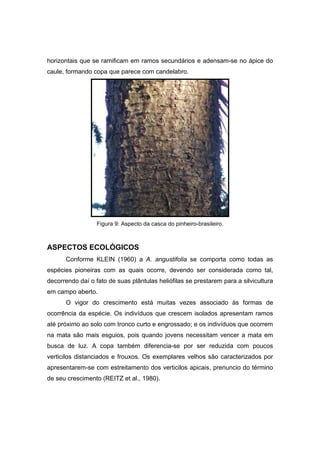 55
horizontais que se ramificam em ramos secundários e adensam-se no ápice do
caule, formando copa que parece com candelabro.
Figura 9: Aspecto da casca do pinheiro-brasileiro.
ASPECTOS ECOLÓGICOS
Conforme KLEIN (1960) a A. angustifolia se comporta como todas as
espécies pioneiras com as quais ocorre, devendo ser considerada como tal,
decorrendo daí o fato de suas plântulas heliófilas se prestarem para a silvicultura
em campo aberto.
O vigor do crescimento está muitas vezes associado às formas de
ocorrência da espécie. Os indivíduos que crescem isolados apresentam ramos
até próximo ao solo com tronco curto e engrossado; e os indivíduos que ocorrem
na mata são mais esguios, pois quando jovens necessitam vencer a mata em
busca de luz. A copa também diferencia-se por ser reduzida com poucos
verticilos distanciados e frouxos. Os exemplares velhos são caracterizados por
apresentarem-se com estreitamento dos verticilos apicais, prenuncio do término
de seu crescimento (REITZ et al., 1980).
 