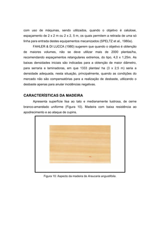 60
com uso de máquinas, sendo utilizados, quando o objetivo é celulose,
espaçamento de 2 x 2 m ou 2 x 2, 5 m, os quais permitem a retirada de uma só
linha para entrada destes equipamentos mecanizados (SPELTZ et al., 1980a).
FAHLER & DI LUCCA (1980) sugerem que quando o objetivo é obtenção
de maiores volumes, não se deve utilizar mais de 2000 plantas/ha,
recomendando espaçamentos retangulares extremos, do tipo, 4,0 x 1,25m. As
baixas densidades iniciais são indicadas para a obtenção de maior diâmetro,
para serraria e laminadoras, em que 1333 plantas/ ha (3 x 2,5 m) seria a
densidade adequada, nesta situação, principalmente, quando as condições do
mercado não são compensatórias para a realização de desbaste, utilizando o
desbaste apenas para anular incidências negativas.
CARACTERÍSTICAS DA MADEIRA
Apresenta superfície lisa ao tato e medianamente lustrosa, de cerne
branco-amarelado uniforme (Figura 10). Madeira com baixa resistência ao
apodrecimento e ao ataque de cupins.
Figura 10: Aspecto da madeira de Araucaria angustifolia.
 
