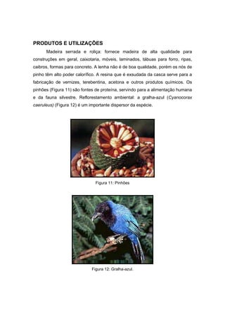 61
PRODUTOS E UTILIZAÇÕES
Madeira serrada e roliça: fornece madeira de alta qualidade para
construções em geral, caixotaria, móveis, laminados, tábuas para forro, ripas,
caibros, formas para concreto. A lenha não é de boa qualidade, porém os nós de
pinho têm alto poder calorífico. A resina que é exsudada da casca serve para a
fabricação de vernizes, terebentina, acetona e outros produtos químicos. Os
pinhões (Figura 11) são fontes de proteína, servindo para a alimentação humana
e da fauna silvestre. Reflorestamento ambiental: a gralha-azul (Cyanocorax
caeruleus) (Figura 12) é um importante dispersor da espécie.
Figura 11: Pinhões
Figura 12: Gralha-azul.
 