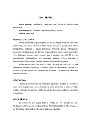 66
CANJERANA
Nome popular: canharana, canjarana, pau de santo, chanchorona
(Argentina).
Nome científico: Cabralea canjerana (Vellozo) Martius.
Família: Meliaceae
DESCRIÇÃO BOTÂNICA
Árvore perenifólia de grande porte, de até 30 metros de altura, com fuste
altone reto, com 70 a 120 cm de DAP. Casca escura ou parda, com sulcos
longitudinais, estreitos e pouco profundos, formando placas retangulares
pequenas e irregulares de até 2 cm de largura; alburno branco e cerne vermelho
vivo. Folhagem densa, verde escura, glabra, pinadas com até 90 cm de
comprimento. Inflorescência em panículas axilares. Flores brancas e
hermafroditas. Fruto do tipo cápsula, esférico de coloração vermelha.
Muitas vezes confundida com o cedro, do qual se distingue por não
apresentar fissuras longitudinais compridas, largas e profundas na casca e por
formar copa mais densa, com folhagem verde escura, com folhas que não caem
durante o inverno.
FENOLOGIA
Floresce principalmente na primavera (setembro, outubro e novembro),
com outro florescimento menos intenso no verão (fevereiro e março). Frutos
maduros de julho a dezembro no Rio Grande do Sul. A dispersão das sementes
é zoocórica.
OCORRÊNCIA
De ocorrência em quase todo o estado do Rio Grande do Sul.
Particularmente freqüente ou abundante na floresta latifoliada do Alto Uruguai e
na floresta da fralda da Serra Geral, na Depressão Central.
 