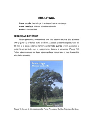 74
BRACATINGA
Nome popular: bracatinga, bracatinga-branca, mandengo
Nome científico: Mimosa scabrella Bentham
Família: Mimosaceae
DESCRIÇÃO BOTÂNICA
Árvore perenifólia, normalmente com 10 a 18 m de altura e 20 a 30 cm de
DAP (Figura 13). O tronco é alto e esbelto. A casca apresenta espessura de até
20 mm e a casca externa marrom-acastanhada quando jovem, passando a
castanha-acinzentada com o crescimento, áspera e verrucosa (Figura 14).
Folhas são compostas, as flores são amarelas e pequenas e o fruto é craspédio
articulado deiscente.
Figura 13: Árvore de Mimosa scabrella. Fonte: Árvores de Curitiba, Francisco Cardoso.
 