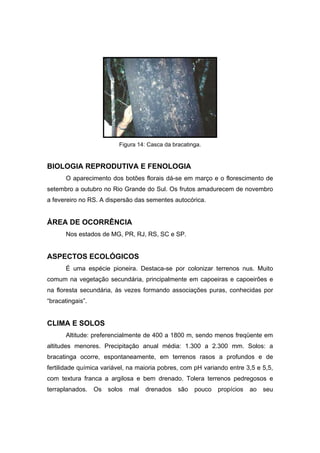 75
Figura 14: Casca da bracatinga.
BIOLOGIA REPRODUTIVA E FENOLOGIA
O aparecimento dos botões florais dá-se em março e o florescimento de
setembro a outubro no Rio Grande do Sul. Os frutos amadurecem de novembro
a fevereiro no RS. A dispersão das sementes autocórica.
ÁREA DE OCORRÊNCIA
Nos estados de MG, PR, RJ, RS, SC e SP.
ASPECTOS ECOLÓGICOS
É uma espécie pioneira. Destaca-se por colonizar terrenos nus. Muito
comum na vegetação secundária, principalmente em capoeiras e capoeirões e
na floresta secundária, às vezes formando associações puras, conhecidas por
“bracatingais”.
CLIMA E SOLOS
Altitude: preferencialmente de 400 a 1800 m, sendo menos freqüente em
altitudes menores. Precipitação anual média: 1.300 a 2.300 mm. Solos: a
bracatinga ocorre, espontaneamente, em terrenos rasos a profundos e de
fertilidade química variável, na maioria pobres, com pH variando entre 3,5 e 5,5,
com textura franca a argilosa e bem drenado. Tolera terrenos pedregosos e
terraplanados. Os solos mal drenados são pouco propícios ao seu
 