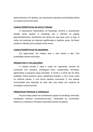 76
desenvolvimento. Em plantios, seu crescimento responde à profundidade efetiva
e à riqueza química dos solos.
CARACTERÍSTICAS SILVICULTURAIS
O desempenho fotossintético da bracatinga confirma a característica
heliófila dessa espécie. A bracatinga não é tolerante às geadas
(generalizadamente). Geralmente não rebrota da cepa após corte ou fogo. O
cultivo da bracatinga em sistemas agroflorestais é bastante usado. No Brasil,
também é utilizada como proteção contra ventos.
CARACTERÍSTICAS DA MADEIRA
Cor bege-rosado. Na madeira seca o odor lembra o alho. Tem
durabilidade natural muito baixa.
PRODUTOS E UTILIZAÇÕES
A madeira serrada e roliça é usada em vigamentos, escoras em
construção civil, caixotaria, embalagens leves, compensados, laminados,
aglomerados e pequenas peças torneadas. O carvão e a lenha são de ótima
qualidade. Outros produtos: goma, substâncias tanantes, o mel é muito usado
na medicina popular, é uma árvore bastante ornamental. É uma espécie
recomendada para reposição de mata ciliar para locais com ausência de
inundação e encharcamento.
PRINCIPAIS PRAGAS E DOENÇAS
Poucos insetos podem ser considerados pragas da bracatinga, entre eles:
Ceroplastes confluens (cochonilha-de-cera), Tachardiella sp. (cochonilha),
Hylesia sp. (mariposa) e Oncideres impluviata (serrador de galhos).
 
