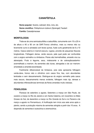 77
CANAFÍSTULA
Nome popular: faveira, sobrasil, ibira, ivira, etc.
Nome científico: Peltophorum dubium (Sprengel) Taubert
Família: Caesalpinaceae
MORFOLOGIA
Trata-se de uma semicaducifólia a caducifólia, comumente com 10 a 20 m
de altura e 40 a 90 cm de DAP.Tronco cilíndrico, mais ou menos reto ou
levemente curvo e achatado com leves quinas, fuste curto geralmente de 6 a 10
metros. Casca externa é marrom-escura, rugosa, provida de pequenas fissuras
longitudinais. Folhagem densa, verde escura, pela qual pode ser confundida
com o angico vermelho e a timbaúva. Flores são hermafroditas, amarelo vivo ou
alaranjado. Fruto é legume, seco, indeiscente e de coloraçãocastanho-
avermelhado a marrom. As sementes são duras, alongadas e de cor marrom-
amarelada a amarela-esverdeada.
Facilmente diferenciável da timbaúva, pois esta apresenta folhagem
verde-clara, tronco reto e cilíndrico com casca fina, lisa, com abundantes
lenticelas e sem descamamento. Distingue-se do angico vermelho pela casca
mais escura, descamamento menos evidente, folhagem mais rija, densas e
abundantes inflorescências terminais de flores amarelas muito vistosas.
FENOLOGIA
Floresce de setembro a agosto. Setembro a março em São Paulo, de
outubro a março no Rio de Janeiro e em Santa Catarina, em novembro no Mato
Grosso do Sul, de dezembro a março no Rio Grande do Sul e no Paraná e de
março a agosto no Pernambuco. A frutificação tem início aos sete anos após o
plantio, sendo a produção máxima de sementes atingida a partir dos 10 anos. A
dispersão de sementes é autocórica e anemocórica.
 