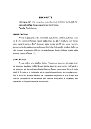 81
ERVA-MATE
Nome popular: erva congonha, congonha, erva, orelha-de-burro, caá etc.
Nome científico: Ilex paraguariensis Saint Hilaire.
Família: Aquifoliaceae
MORFOLOGIA
Árvore de pequeno porte, perenifolia, sua altura é variável, cultivada varia
de 3-5 m, porém em floresta natural pode atingir até 25 m de altura, com tronco
reto, bastante curto, o DAP da árvore pode chegar até 70 cm, casca marrom,
possui copa alongada com grande superfície foliar. Folhas são simples. As flores
são brancas e pequenas. O fruto é drupa globosa, de cor violácea, quase preta
quando maduro (Figura 15).
FENOLOGIA
A erva-mate é uma espécie dióica. Floresce de setembro até dezembro:
de setembro a outubro no Rio Grande do Sul, setembro a novembro no Paraná e
de setembro até dezembro em Santa Catarina. Frutos maduros de dezembro até
abril. A floração e a frutificação iniciam gradativamente em árvores plantadas,
aos 2 anos em árvores oriundas de propagação vegetativa e aos 5 anos em
árvores provenientes de sementes, em habitats adequados. A dispersão das
sementes se dá principalmente pelos sabiás.
 