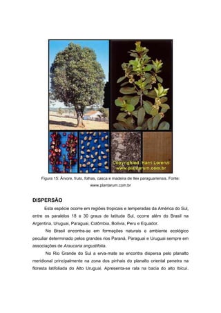 82
Figura 15: Árvore, fruto, folhas, casca e madeira de Ilex paraguariensis. Fonte:
www.plantarum.com.br
DISPERSÃO
Esta espécie ocorre em regiões tropicais e temperadas da América do Sul,
entre os paralelos 18 e 30 graus de latitude Sul, ocorre além do Brasil na
Argentina, Uruguai, Paraguai, Colômbia, Bolívia, Peru e Equador.
No Brasil encontra-se em formações naturais e ambiente ecológico
peculiar determinado pelos grandes rios Paraná, Paraguai e Uruguai sempre em
associações de Araucaria angustifolia.
No Rio Grande do Sul a erva-mate se encontra dispersa pelo planalto
meridional principalmente na zona dos pinhais do planalto oriental penetra na
floresta latifoliada do Alto Uruguai. Apresenta-se rala na bacia do alto Ibicuí.
 