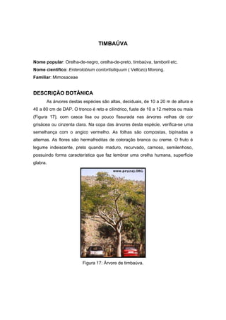 90
TIMBAÚVA
Nome popular: Orelha-de-negro, orelha-de-preto, timbaúva, tamboril etc.
Nome científico: Enterolobium contortisiliquum ( Vellozo) Morong.
Familiar: Mimosaceae
DESCRIÇÃO BOTÂNICA
As árvores destas espécies são altas, deciduais, de 10 a 20 m de altura e
40 a 80 cm de DAP. O tronco é reto e cilíndrico, fuste de 10 a 12 metros ou mais
(Figura 17), com casca lisa ou pouco fissurada nas árvores velhas de cor
grisácea ou cinzenta clara. Na copa das árvores desta espécie, verifica-se uma
semelhança com o angico vermelho. As folhas são compostas, bipinadas e
alternas. As flores são hermafroditas de coloração branca ou creme. O fruto é
legume indeiscente, preto quando maduro, recurvado, carnoso, semilenhoso,
possuindo forma característica que faz lembrar uma orelha humana, superfície
glabra.
Figura 17: Árvore de timbaúva.
 