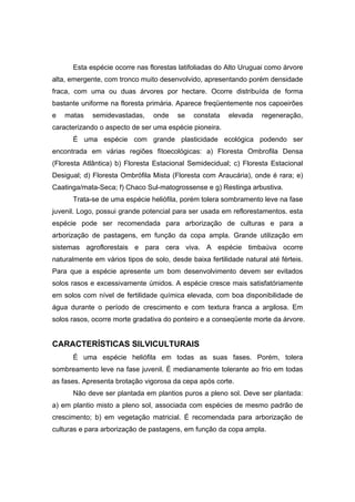 92
Esta espécie ocorre nas florestas latifoliadas do Alto Uruguai como árvore
alta, emergente, com tronco muito desenvolvido, apresentando porém densidade
fraca, com uma ou duas árvores por hectare. Ocorre distribuída de forma
bastante uniforme na floresta primária. Aparece freqüentemente nos capoeirões
e matas semidevastadas, onde se constata elevada regeneração,
caracterizando o aspecto de ser uma espécie pioneira.
É uma espécie com grande plasticidade ecológica podendo ser
encontrada em várias regiões fitoecológicas: a) Floresta Ombrofila Densa
(Floresta Atlântica) b) Floresta Estacional Semidecidual; c) Floresta Estacional
Desigual; d) Floresta Ombrófila Mista (Floresta com Araucária), onde é rara; e)
Caatinga/mata-Seca; f) Chaco Sul-matogrossense e g) Restinga arbustiva.
Trata-se de uma espécie heliófila, porém tolera sombramento leve na fase
juvenil. Logo, possui grande potencial para ser usada em reflorestamentos. esta
espécie pode ser recomendada para arborização de culturas e para a
arborização de pastagens, em função da copa ampla. Grande utilização em
sistemas agroflorestais e para cera viva. A espécie timbaúva ocorre
naturalmente em vários tipos de solo, desde baixa fertilidade natural até férteis.
Para que a espécie apresente um bom desenvolvimento devem ser evitados
solos rasos e excessivamente úmidos. A espécie cresce mais satisfatóriamente
em solos com nível de fertilidade química elevada, com boa disponibilidade de
água durante o período de crescimento e com textura franca a argilosa. Em
solos rasos, ocorre morte gradativa do ponteiro e a conseqüente morte da árvore.
CARACTERÍSTICAS SILVICULTURAIS
É uma espécie heliófila em todas as suas fases. Porém, tolera
sombreamento leve na fase juvenil. É medianamente tolerante ao frio em todas
as fases. Apresenta brotação vigorosa da cepa após corte.
Não deve ser plantada em plantios puros a pleno sol. Deve ser plantada:
a) em plantio misto a pleno sol, associada com espécies de mesmo padrão de
crescimento; b) em vegetação matricial. É recomendada para arborização de
culturas e para arborização de pastagens, em função da copa ampla.
 