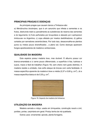 93
PRINCIPAIS PRAGAS E DOENÇAS
As principais pragas que causam danos a Timbaúva são:
a) Merobruchos bicoloripes, que é um caruncho que infesta a sementes e os
frutos, destruindo total ou parcialmente as substâncias de reserva das sementes
e do tegumento; b) fruto perfurados por bruquídeos e atacado por Lophopolum
timbouvae na Argentina; c) copa afetada por insetos desfolhadores; d) galhos
cortados por serradores cerambicídeos. Por tudo isso, desaconcelha-se plantios
puros ou mistos pouco diversificados , a pleno sol. Como doenças aparecem
fungos apodrecedores de madeira e antracnoses.
QUALIDADE DA MADEIRA
Esta espécie possui madeira leve, mas durável. O alburno possui cor
branco-amarelada e o cerne pouco diferenciado, a superfície é lisa, lustrosa e
suave, macio e fácil de trabalhar (Figura 18); sem cheiro nem gosto distintos. A
madeira resiste a umidade, mas sofre ataque de brocas com certa facilidade. A
massa específica aparente da madeira é leve a média (0,37 a 0,60 g. cm3
). Já a
massa específica básica é de 0,30 g. cm3
.
Figura 18: Aspecto da madeira de timbaúva.
UTILIZAÇÃO DA MADEIRA
Madeira serrada e roliça: usada em brinquedos, construção naval e civil,
portões, portas, carpintaria em geral. Produz lenha de má qualidade.
Outros usos: ornamental, apícola, planta forrageira.
 