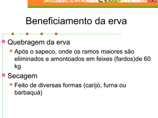 Beneficiamento da erva 
 Quebragem da erva 
 Após o sapeco, onde os ramos maiores são 
eliminados e amontoados em feixes (fardos)de 60 
kg 
 Secagem 
 Feito de diversas formas (carijó, furna ou 
barbaquá) 
 