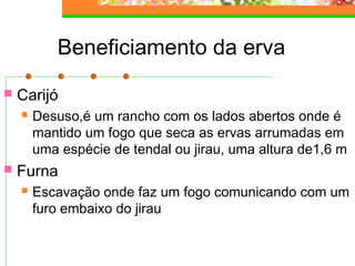 Beneficiamento da erva 
 Carijó 
 Desuso,é um rancho com os lados abertos onde é 
mantido um fogo que seca as ervas arrumadas em 
uma espécie de tendal ou jirau, uma altura de1,6 m 
 Furna 
 Escavação onde faz um fogo comunicando com um 
furo embaixo do jirau 
 